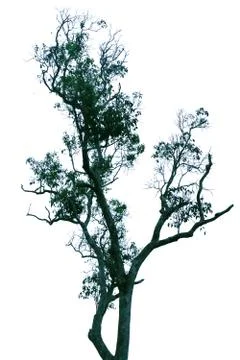 Tree isolated on white background. Stock Photos