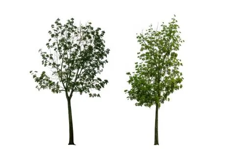 Tree isolated from the white background. Foto stock