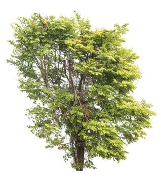 Tree isolated on a white background Stock-Fotos