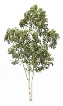 Tree isolated on a white background Stock Photos