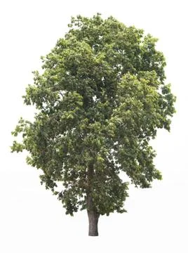 Tree isolated on a white background Stock-Fotos