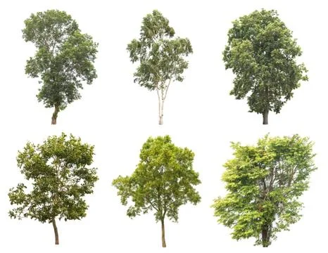 Tree isolated on a white background Stock Photos