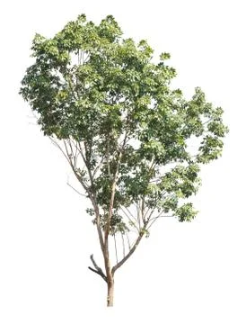 Tree isolated on a white background Stockfoto's