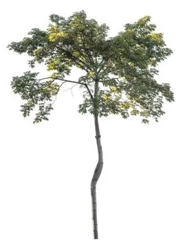 Tree isolated on a white background Foto stock