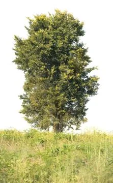 Tree isolated on a white background Stock Photos