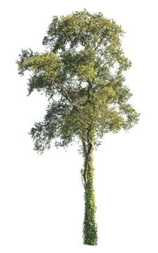 Tree isolated on a white background Stock Photos