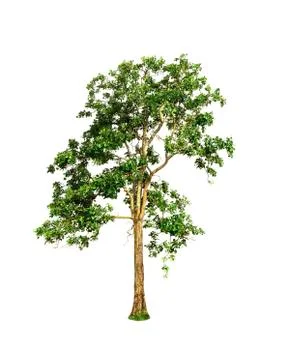 Tree isolated on a white background. Stock Photos