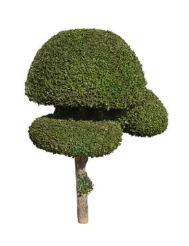 Tree isolated on white background Stock Photos