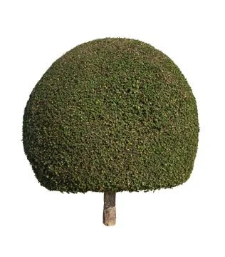 Tree isolated on white background Stock Photos