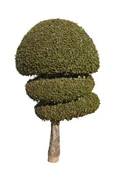 Tree isolated on white background Stock Photos