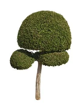 Tree isolated on white background Stock Photos