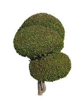 Tree isolated on white background Stock Photos