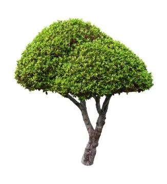 Tree isolated on white background Stock Photos