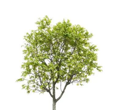 Tree isolated on white background Stock Photos