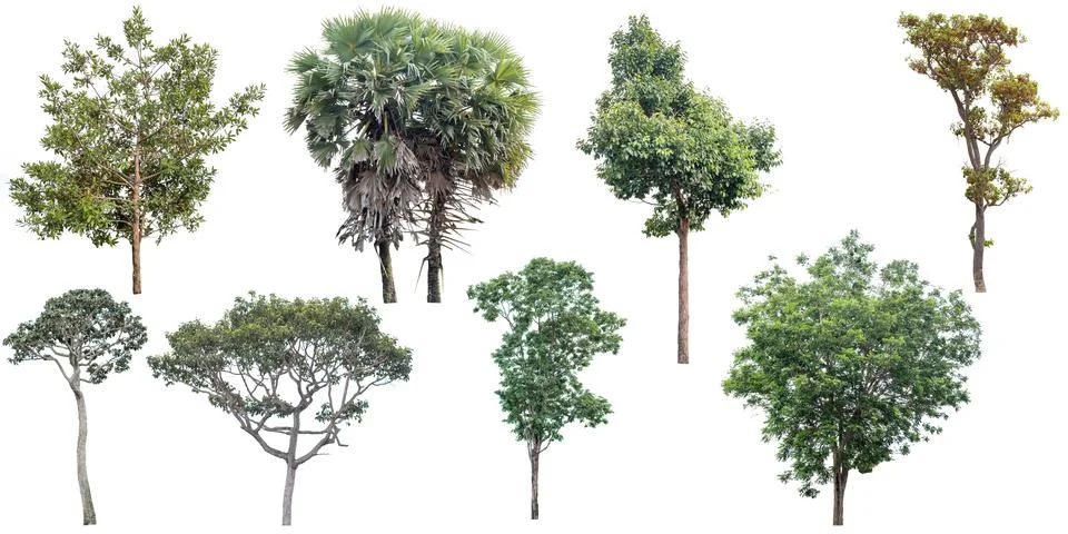 Tree isolated on a white background.. Stock Photos