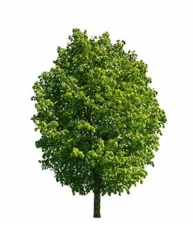 Tree isolated on white background Stock Photos