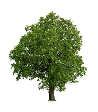 Tree isolated on white background Stock Photos