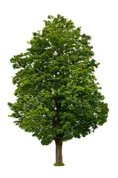 Tree isolated on white background Stock Photos