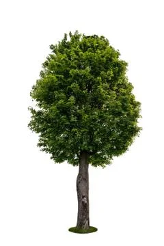 Tree isolated on white background Stock Photos
