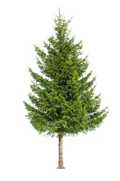 Tree isolated on white background Stock Photos