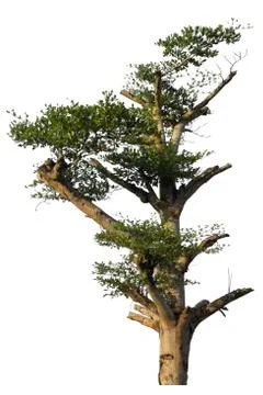 Tree isolated on white background. Stock Photos