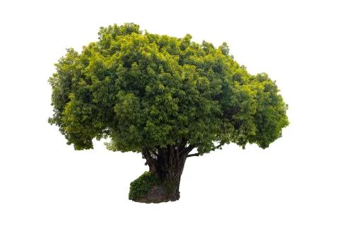 Tree isolated on white background. Stock-Fotos