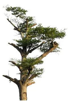 Tree isolated on white background. Foto stock