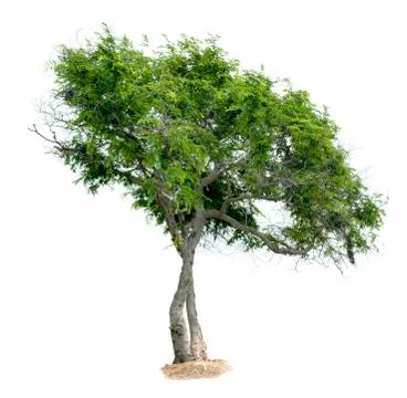 Tree isolated on a white background Stock Photos