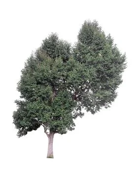 Tree isolated on white background Stock Photos