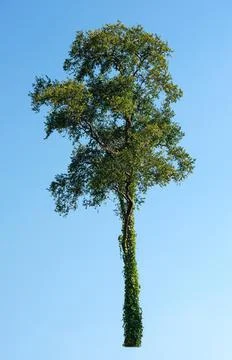 Tree isolated on a white background Stock-Fotos