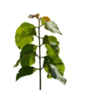 .tree isolated on white background Stock Photos