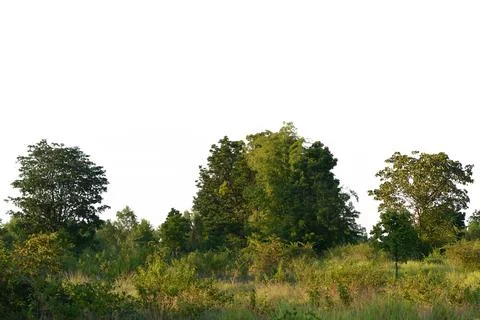 Tree isolated on white background. Stock Photos