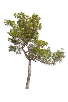 Tree isolated on white background Stock Photos