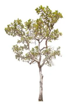 Tree isolated on white background Stock Photos