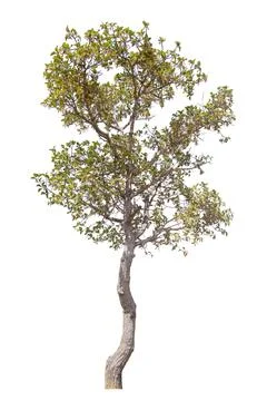 Tree isolated on white background Stock Photos