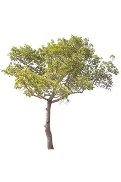 Tree isolated on white background Stock Photos