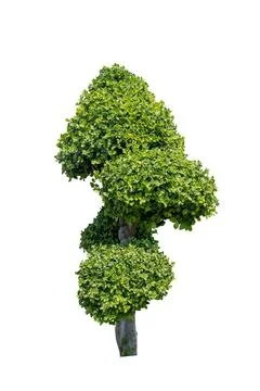 Tree isolated on white background Stock-Fotos