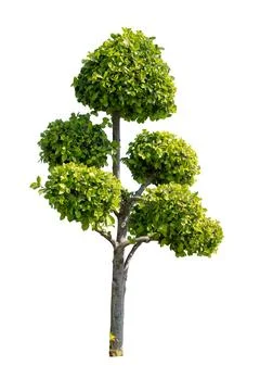 Tree isolated on white background Stock Photos