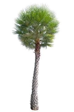 Tree isolated on white background Stock Photos