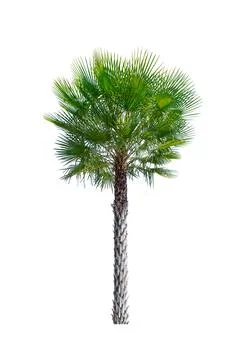 Tree isolated on white background Stock Photos