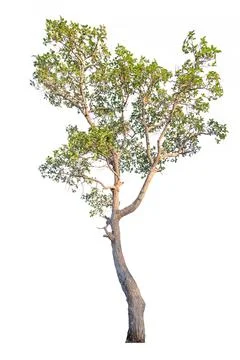 Tree isolated on white background Stock Photos