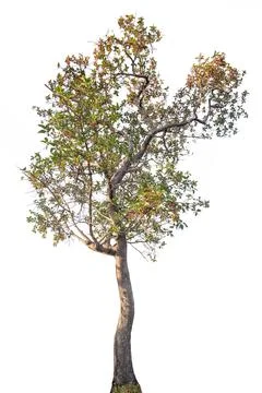 Tree isolated on white background Stock Photos