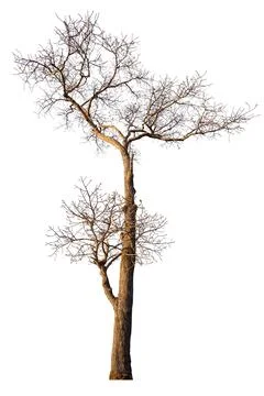 Tree isolated on white background Stock Photos