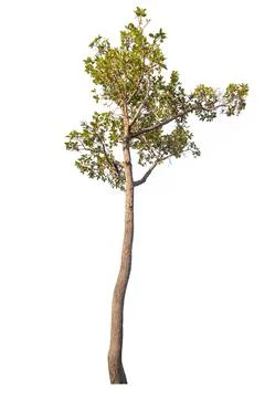 Tree isolated on white background Stock Photos