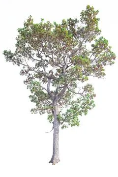 Tree isolated on white background Stock Photos