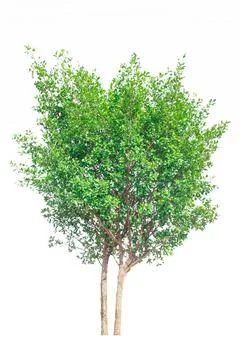 Tree isolated on white background Stock-Fotos