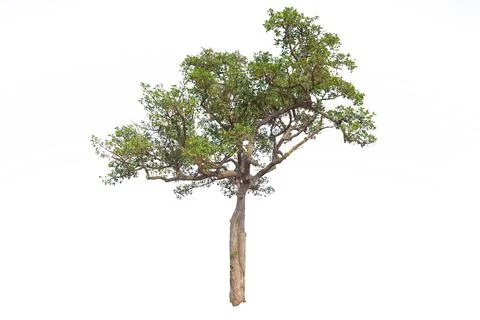 Tree isolated on white background Stock Photos