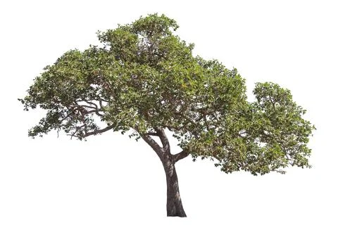 Tree isolated on white background Stock Photos