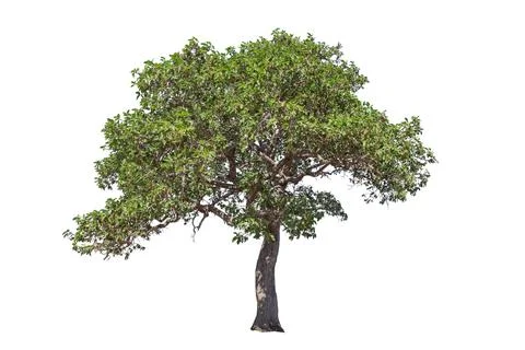 Tree isolated on white background Stock Photos