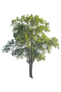 Tree isolated on white background Stock Photos